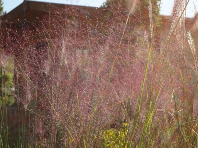 Muhlenbergia capilaris